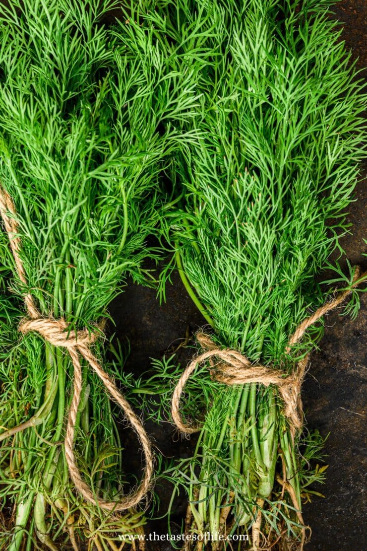 Two bundles of fresh dill tied with twine, placed on a dark surface. The green, feathery leaves are vibrant and lush, and the texture of the herbs is clearly visible.