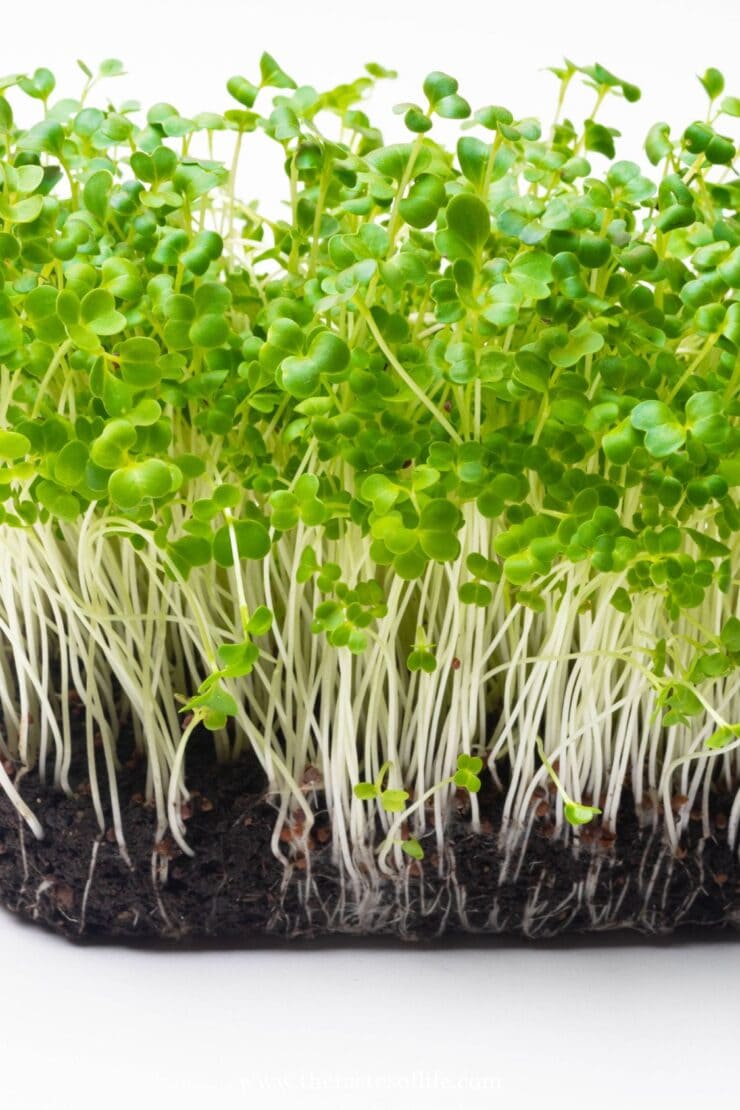 A close-up of green microgreens growing densely in dark soil, with thin white stems and small green leaves, against a white background.