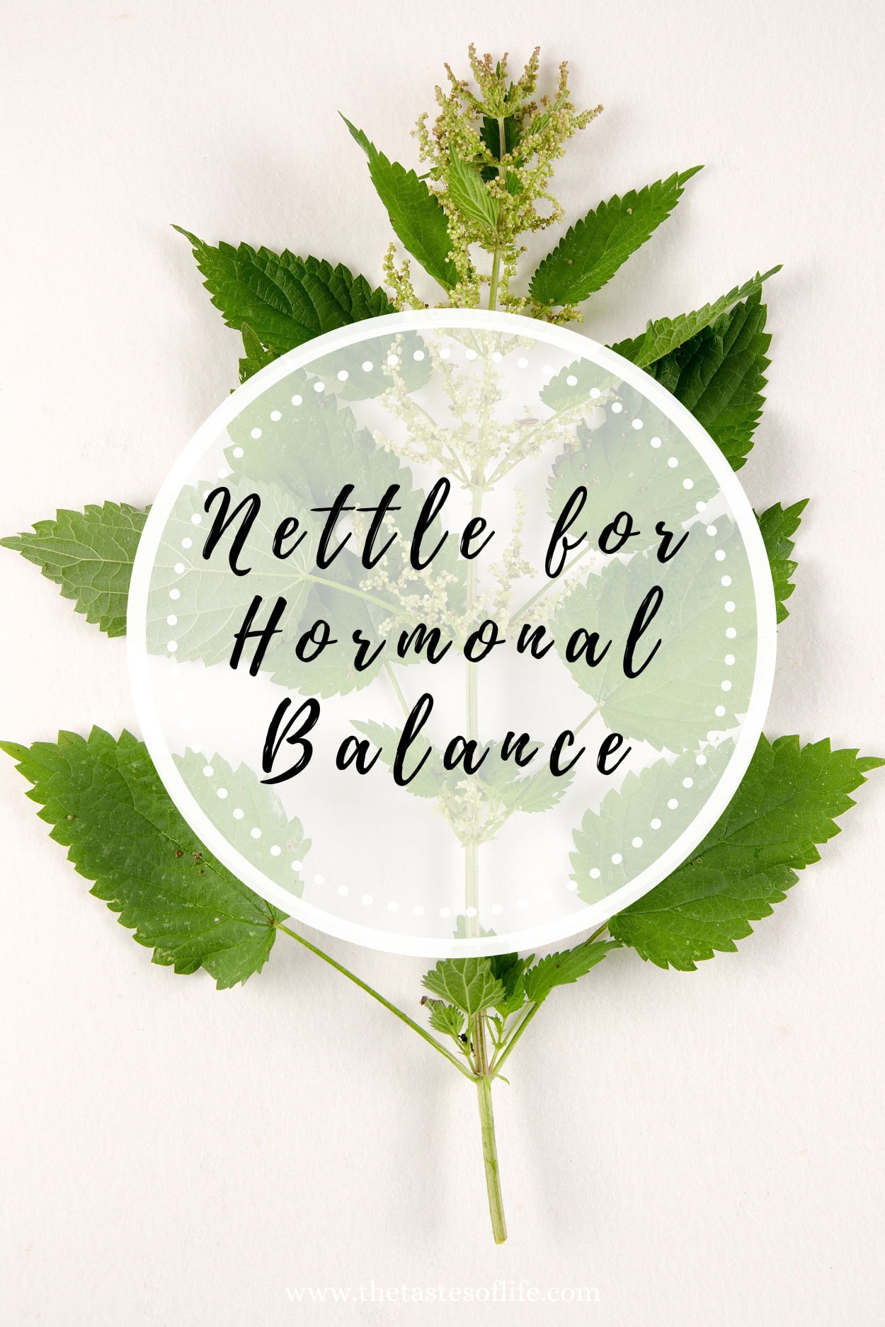 Nettle For Hormonal Balance