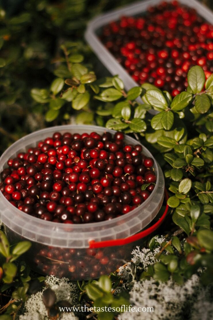 Two clear containers filled with freshly picked lingonberries sit among green leaves and moss on the forest floor.