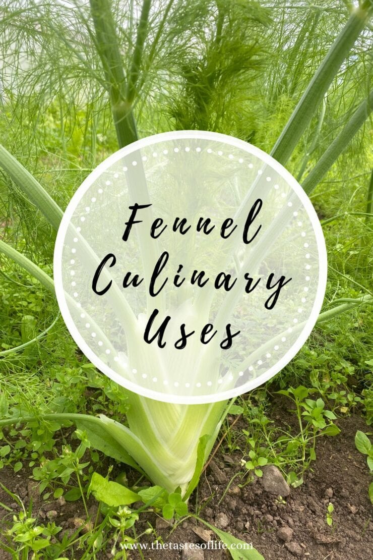 A fennel plant growing in a garden, surrounded by green grass, with a circular overlay text that reads Fennel Culinary Uses. Website URL www.thetastesoflife.com appears at the bottom.