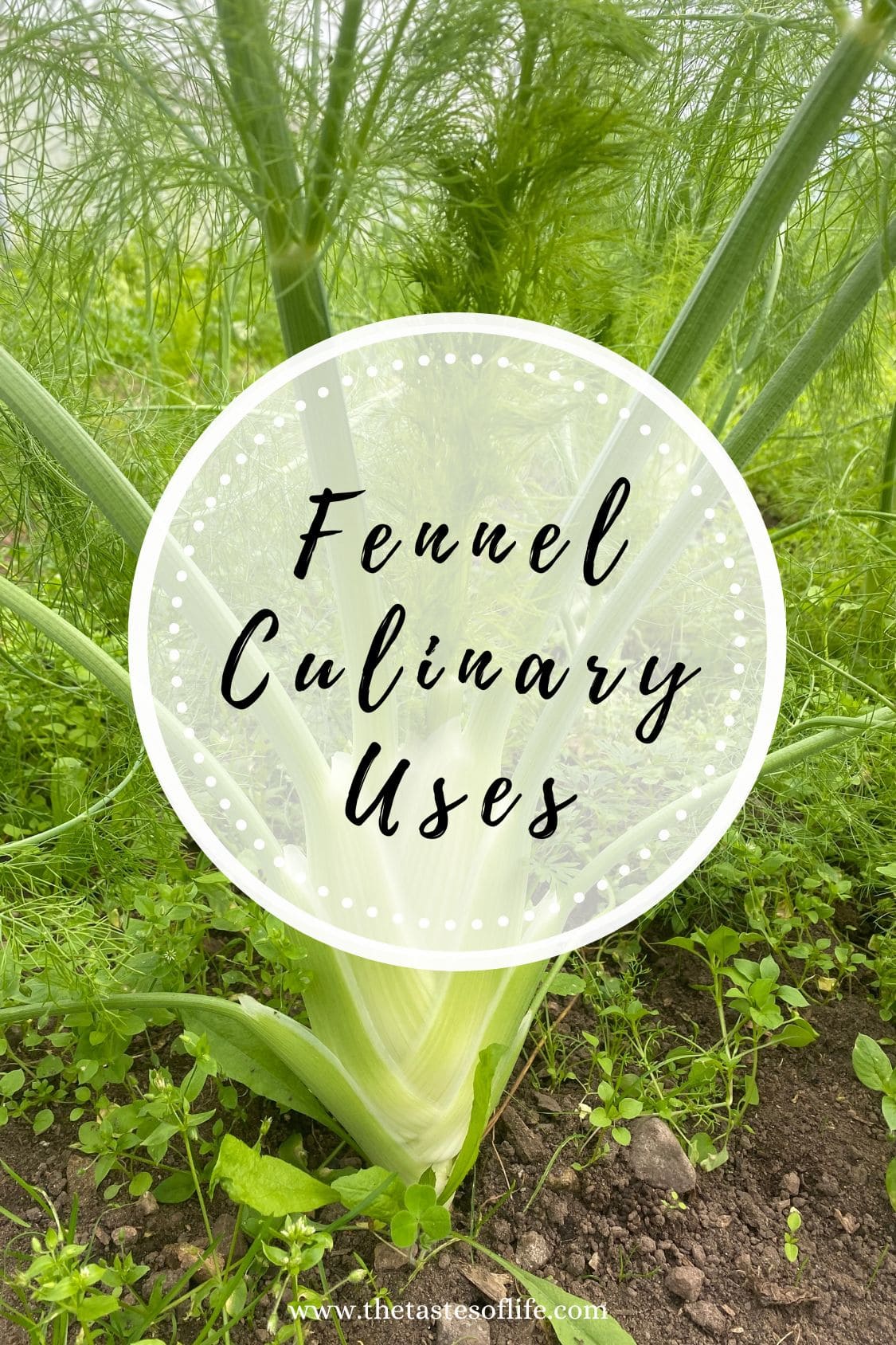 A fennel plant growing in a garden, surrounded by green grass, with a circular overlay text that reads Fennel Culinary Uses. Website URL www.thetastesoflife.com appears at the bottom.