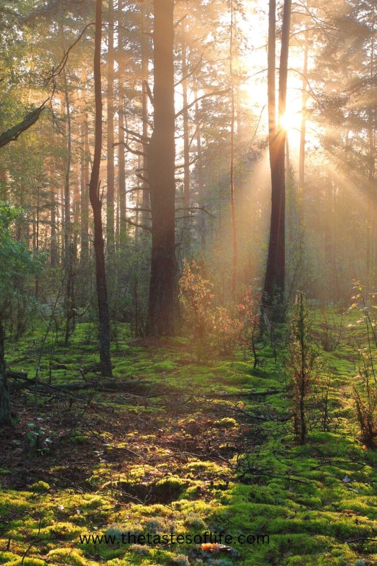 How to Naturally Lower Stress Hormone (Cortisol)