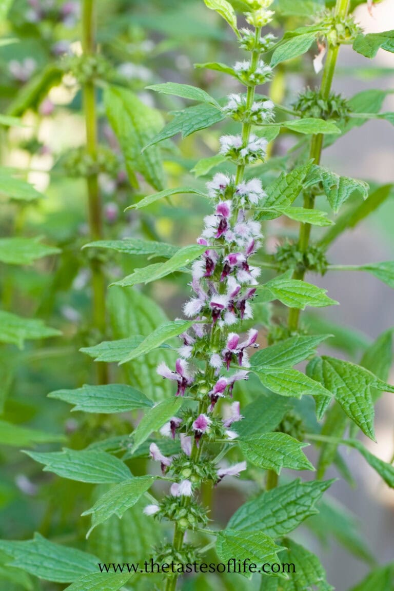 Motherwort Health Benefits For Women