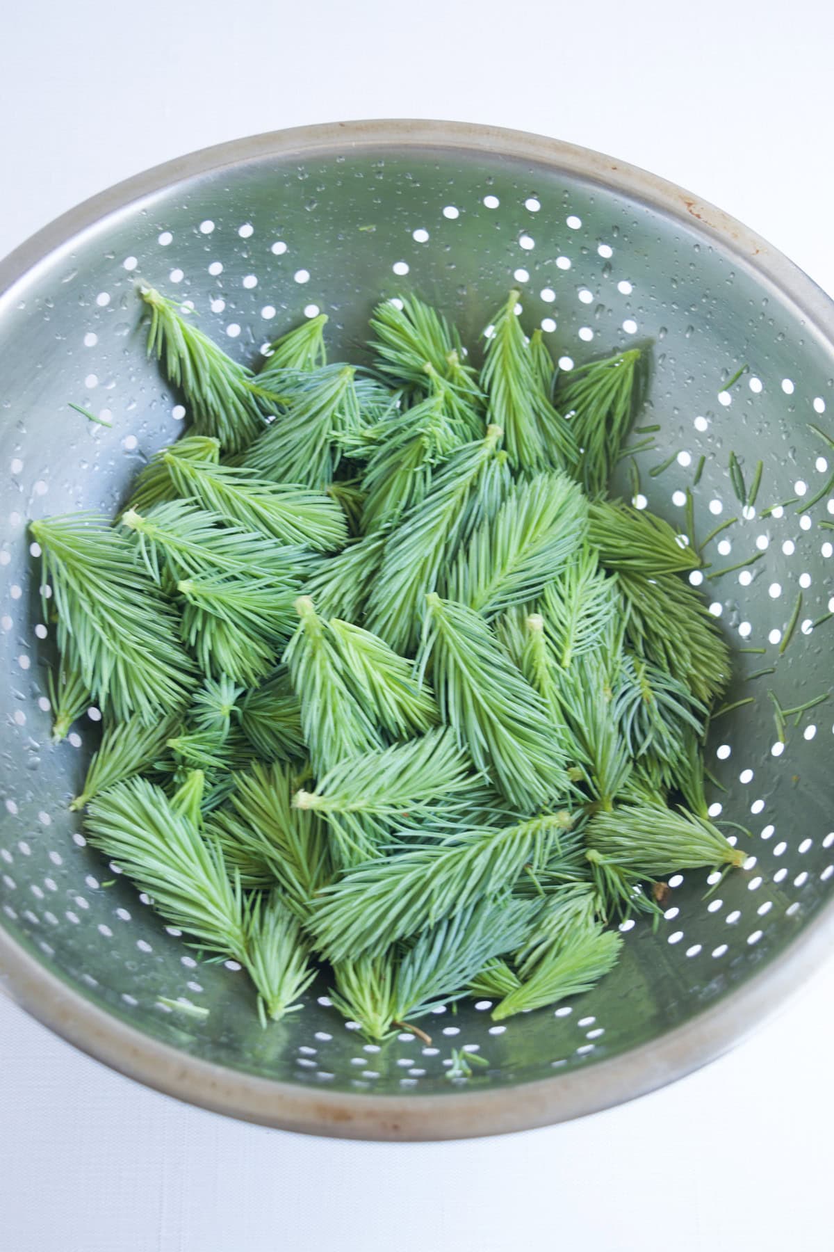 A metal colander filled with fresh, bright green spruce tips on a white surface.